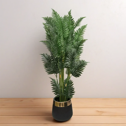 Areca Palm