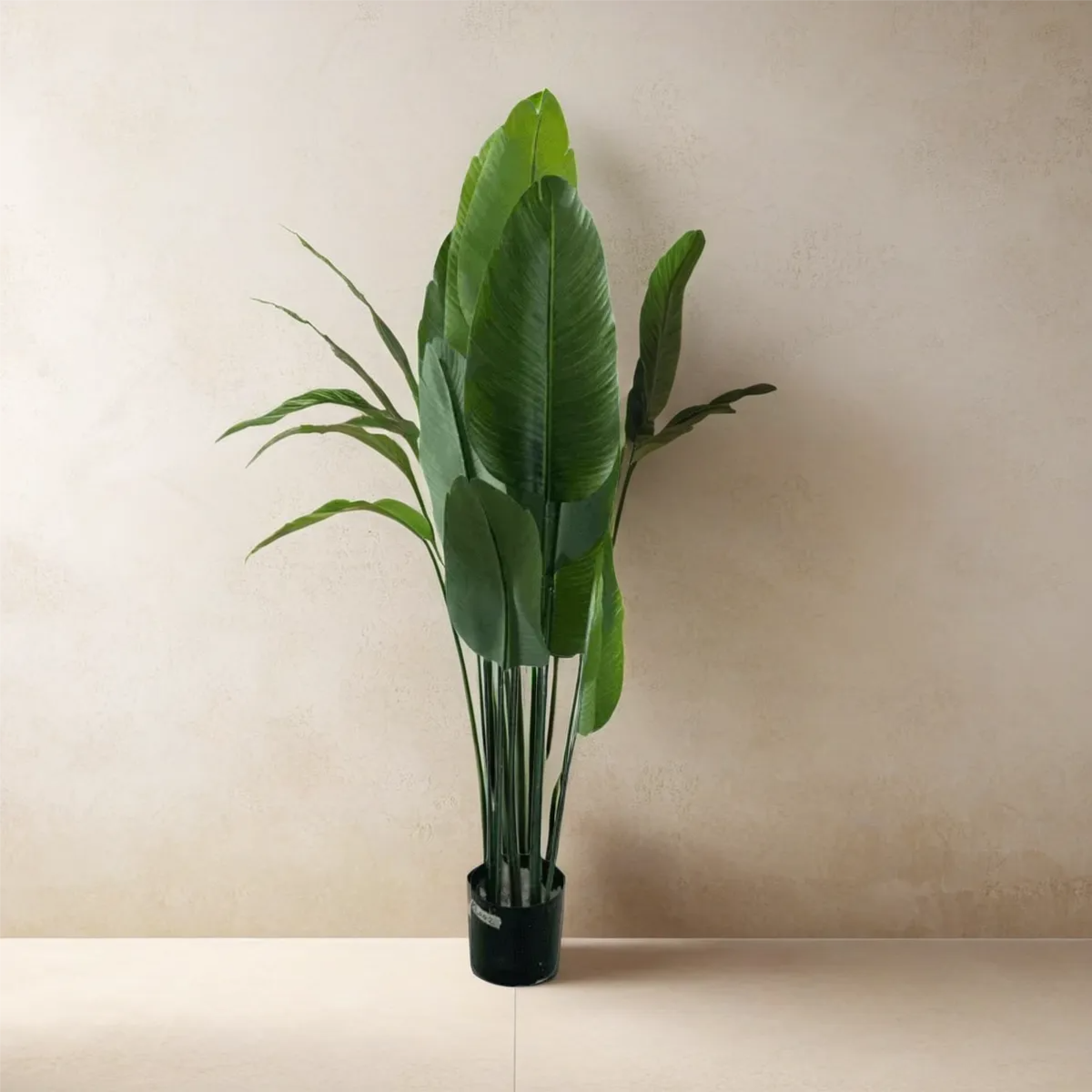 Banana Palm 10-Leaves