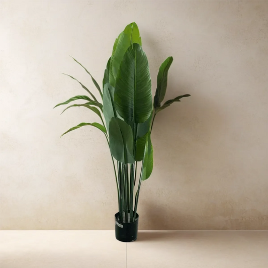 Banana Palm 10-Leaves