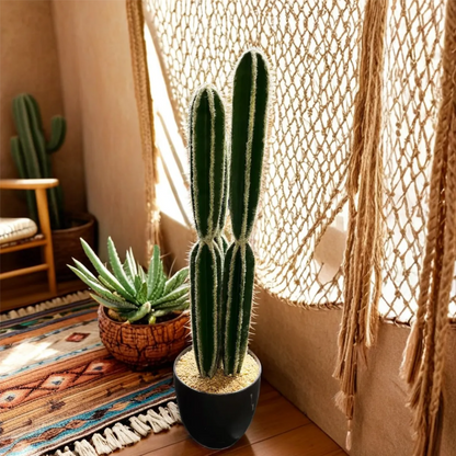 Imported cactus plant