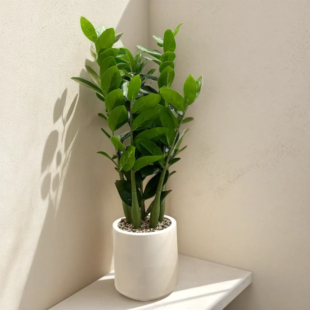 Indoor ZZ Plant With Fiber Pot