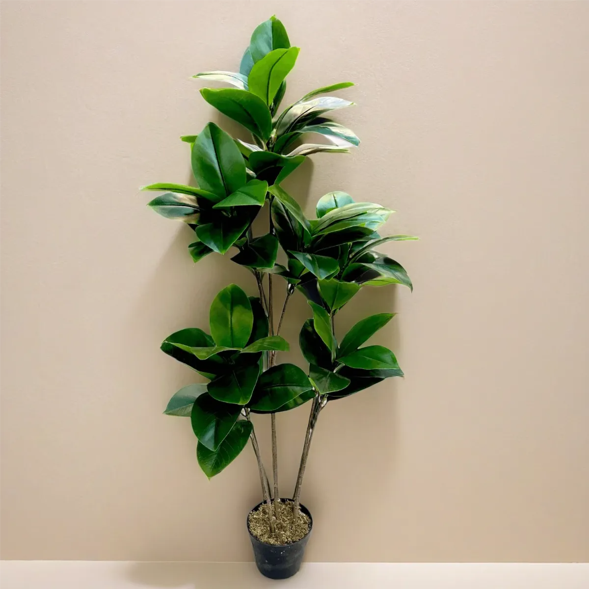 Rubber Plant