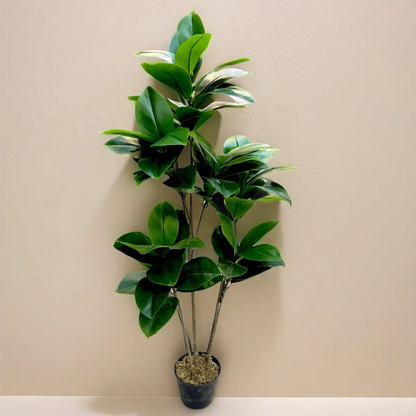 Rubber Plant